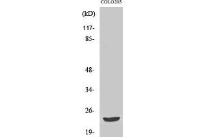 Western Blot analysis of various cells using Mob3B Polyclonal Antibody. (MOBKL2B Antikörper  (AA 40-120))