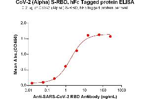 ELISA plate pre-coated by 2 μg/mL (100 μL/well) SARS-CoV-2 (Alpha) S protein RBD, hFc Tag (ABIN7455407, ABIN7490637 and ABIN7490638) can bind Anti-SARS-CoV-2 RBD antibody (DM55), Rabbit mAb ABIN6964063, ABIN7272681 and ABIN7289670 in a linear range of 0. (SARS-CoV-2 Spike Protein (B.1.1.7 - alpha, RBD) (Fc Tag))