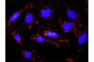 Proximity Ligation Analysis of protein-protein interactions between TP53 and BAX. (p53 Antikörper  (AA 1-393))