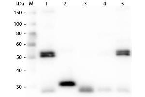 Western Blot of Anti-Rat IgG (H&L) (CHICKEN) Antibody . (Huhn anti-Ratte IgG (Heavy & Light Chain) Antikörper (Biotin) - Preadsorbed)