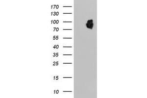 HEK293T cells were transfected with the pCMV6-ENTRY control (Left lane) or pCMV6-ENTRY LRRC50 (Right lane) cDNA for 48 hrs and lysed. (LRRC50 Antikörper)