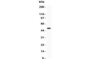 Western blot testing of GFRA1 antibody and human placenta lysate. (GFRA1 Antikörper  (AA 25-227))