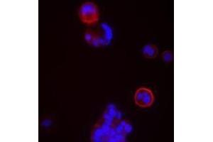 Immunofluorescence (IF) image for anti-CD24 Molecule (CD24) antibody (ABIN2664424) (CD24 Antikörper)