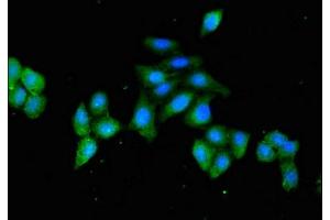 Immunofluorescent analysis of HepG2 cells using ABIN7154875 at dilution of 1:100 and Alexa Fluor 488-congugated AffiniPure Goat Anti-Rabbit IgG(H+L) (HSPA4 Antikörper  (AA 1-148))