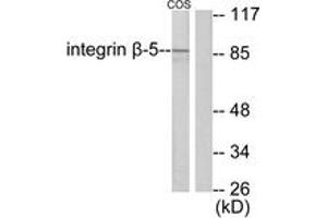 Western blot analysis of extracts from COS7 cells, using Integrin beta5 Antibody. (Integrin beta 5 Antikörper  (AA 721-770))