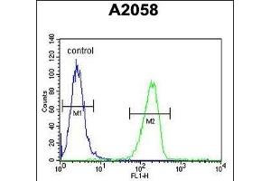 GSN Antibody (C-term) (ABIN6242367 and ABIN6578988) flow cytometric analysis of  cells (right histogram) compared to a negative control cell (left histogram). (Gelsolin Antikörper  (C-Term))