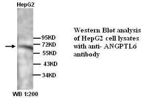 Image no. 1 for anti-Angiopoietin-Like 6 (ANGPTL6) (N-Term) antibody (ABIN790998) (ANGPTL6 Antikörper  (N-Term))