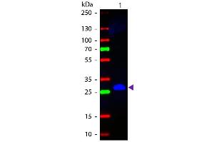 Western blot of Fluorescein conjugated Goat Anti-Mouse IgG F(c) secondary antibody. (Ziege anti-Maus IgG (Fc Region) Antikörper (FITC) - Preadsorbed)