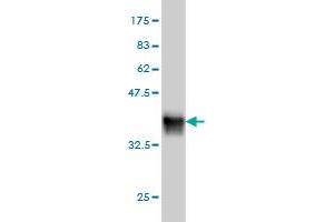 Western Blotting (WB) image for anti-Thioredoxin (TXN) (AA 1-105) antibody (ABIN563300)