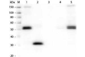 Western Blot of Anti-Rat IgG F(c) (RABBIT) Antibody . (Kaninchen anti-Ratte IgG (Fc Region) Antikörper (FITC) - Preadsorbed)