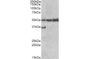 ABIN2563723 (0. (LSP1 Antikörper  (C-Term))