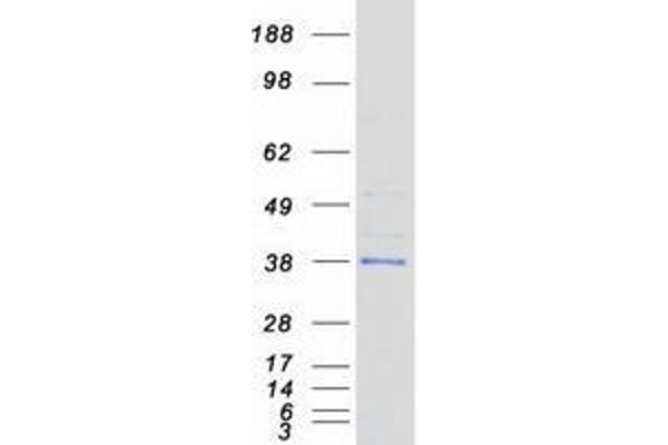 TPSG1 Protein (Myc-DYKDDDDK Tag)