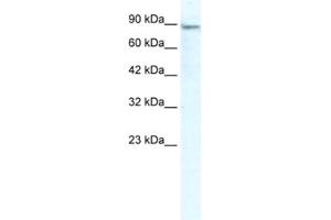 Western Blotting (WB) image for anti-Minichromosome Maintenance Deficient 4 (MCM4) antibody (ABIN2461398) (MCM4 Antikörper)