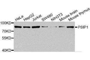 Western blot analysis of extracts of various cell lines, using PSIP1 antibody (ABIN5974868) at 1/1000 dilution. (PSIP1 Antikörper)