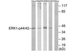 Western Blotting (WB) image for anti-Mitogen-Activated Protein Kinase 1/3 (MAPK1/3) (AA 170-219) antibody (ABIN2888984) (ERK1/2 Antikörper  (AA 170-219))