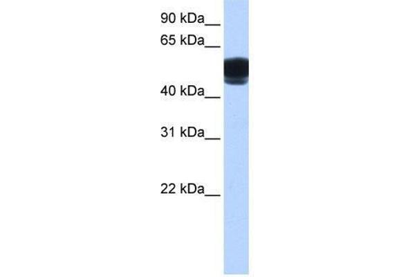 ZNF681 Antikörper  (C-Term)