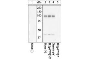 Image no. 1 for anti-Insulin Receptor (INSR) (pTyr972) antibody (ABIN1495716) (Insulin Receptor Antikörper  (pTyr972))