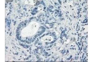 Immunohistochemistry (IHC) image for anti-Leukotriene A4 Hydrolase (LTA4H) antibody (ABIN1499214) (LTA4H Antikörper)