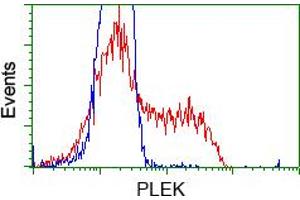 Image no. 3 for anti-Pleckstrin (PLEK) antibody (ABIN1500265) (Pleckstrin Antikörper)