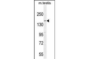 Western blot analysis in mouse testis tissue lysates (35ug/lane). (KIT Antikörper  (N-Term))