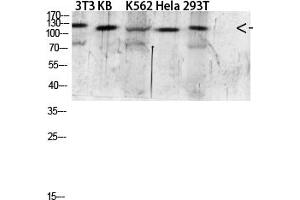 Western blot analysis of 293T Mouse-kidney lysate, antibody was diluted at 1:2000. (EGF Antikörper  (AA 1000-1060))