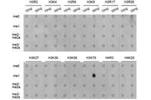 Western Blotting (WB) image for anti-Histone 3 (H3) (H3K79me) antibody (ABIN1873006) (Histone 3 Antikörper  (H3K79me))