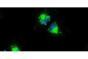 Anti-CD4 mouse monoclonal antibody (ABIN2452332) immunofluorescent staining of COS7 cells transiently transfected by pCMV6-ENTRY CD4 (RC206453). (CD4 Antikörper)