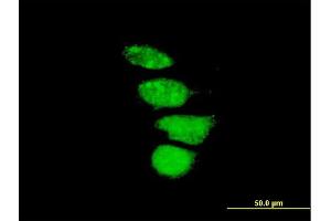 Immunofluorescence of purified MaxPab antibody to ZNF133 on HeLa cell. (ZNF133 Antikörper  (AA 1-653))