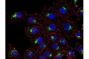 Immunocytochemistry (ICC) image for anti-CD63 (CD63) antibody (ABIN94214)