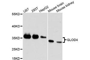 Western blot analysis of extracts of various cell lines, using GLOD4 antibody. (GLOD4 Antikörper  (AA 179-298))