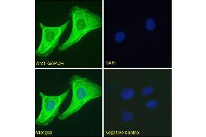 Immunofluorescence (IF) image for anti-Glyceraldehyde-3-Phosphate Dehydrogenase (GAPDH) (C-Term) antibody (ABIN185240)