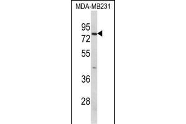 Importin 9 Antikörper  (AA 339-367)