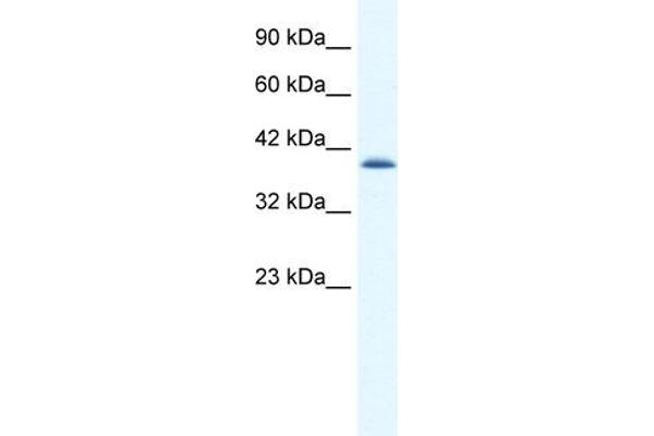 CATSPER2 Antikörper  (N-Term)