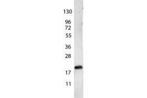 Image no. 1 for anti-Vascular Endothelial Growth Factor A (VEGFA) antibody (ABIN1104981) (VEGFA Antikörper)