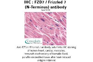 Image no. 1 for anti-Frizzled Family Receptor 7 (FZD7) (Extracellular Domain), (N-Term) antibody (ABIN1734509) (FZD7 Antikörper  (Extracellular Domain, N-Term))