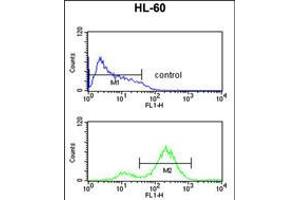 Flow cytometric analysis of HL-60 cells (bottom histogram) compared to a negative control cell (top histogram). (EIF4E Antikörper)