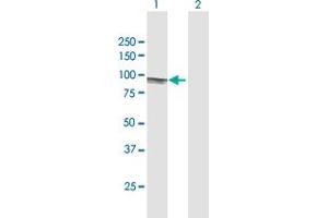 Western Blot analysis of EIF4B expression in transfected 293T cell line by EIF4B MaxPab polyclonal antibody. (EIF4B Antikörper  (AA 1-611))