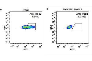 cell line transfected with irrelevant protein  (B) and human Trop2 protein  (A) were surface stained with anti-Trop2 neutralizing antibody 1 μg/mL (sacituzumab) followed by Alexa 488-conjugated anti-human IgG secondary antibody. (Rekombinanter Trop2 (Sacituzumab Biosimilar) Antikörper)