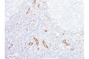 Image no. 1 for anti-Vascular Endothelial Growth Factor A (VEGFA) antibody (ABIN6168158) (VEGFA Antikörper)