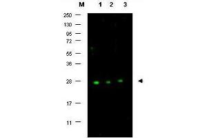 Image no. 1 for anti-P27 antibody (ABIN636752) (P27 Antikörper)