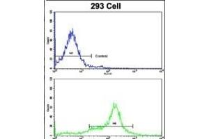 Flow cytometric analysis of 293 cells using KRT10 Antibody (N-term)(bottom histogram) compared to a negative control cell (top histogram). (Keratin 10 Antikörper  (N-Term))
