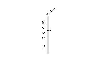 Anti-Tal1 Antibody (C-term)at 1:2000 dilution + mouse spleen lysates Lysates/proteins at 20 μg per lane. (TAL1 Antikörper  (C-Term))