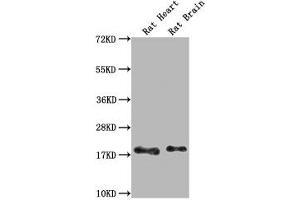 Western Blot Positive WB detected in: Rat Heart tissue, Rat Brain tissue All lanes: Fgf2 antibody at 1:1000 Secondary Goat polyclonal to rabbit IgG at 1/50000 dilution Predicted band size: 18 kDa Observed band size: 18 kDa (FGF2 Antikörper  (AA 10-154))