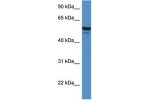 Image no. 1 for anti-Serum Deprivation Response (SDPR) (AA 80-129) antibody (ABIN6746320) (SDPR Antikörper  (AA 80-129))