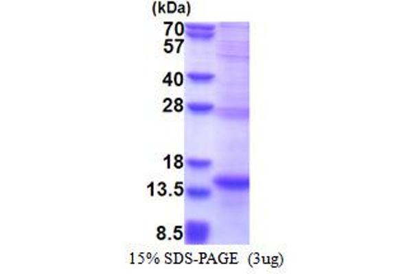 NKp44/NCR2 Protein (AA 19-130) (His tag)