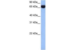 Western Blotting (WB) image for anti-Heat Shock 70kDa Protein 1-Like (HSPA1L) antibody (ABIN2463587) (HSPA1L Antikörper)