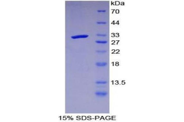 LRIG3 Protein