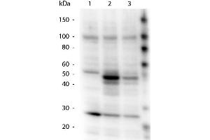 Western Blotting (WB) image for anti-HICE1 PS70 (Internal Region) antibody (ABIN1043901) (HICE1 PS70 (Internal Region) Antikörper)