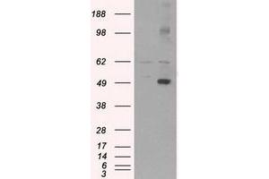 Image no. 2 for anti-CD4 (CD4) antibody (ABIN1497294) (CD4 Antikörper)