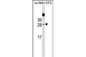 RAB39B Antibody (N-term) (ABIN1538967 and ABIN2849340) western blot analysis in mouse NIH-3T3 cell line lysates (35 μg/lane). (RAB39B Antikörper  (N-Term))